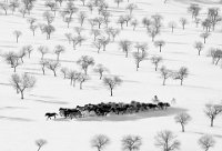 502 - FLYING HORSES IN WINTER - LI XUNLEI - china